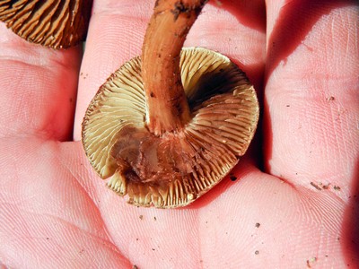 При повреждении Волоконница Бонгарда сильно изменяет цвет. Особенно хорошо это видно у молодых грибов, с ещё светлыми пластинками. Автор фото: Александр Гибхин