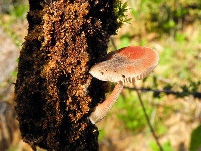 Часто споры вышерастущего гриба сыпятся на нижние грибы, создавая на их шляпках контрастные пятна ярко-красного цвета. Автор фото: Александр Гибхин