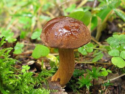 Польский гриб - Boletus badius Автор фото: Салават Арсланов
