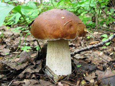Белый гриб - Boletus edulis Автор фото: Салават Арсланов