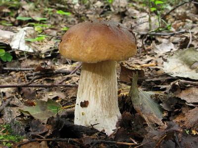 Белый гриб - Boletus edulis Автор фото: Салават Арсланов