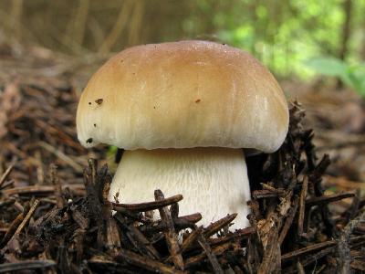 Белый гриб (Boletus edulis). Автор: Салават Арсланов