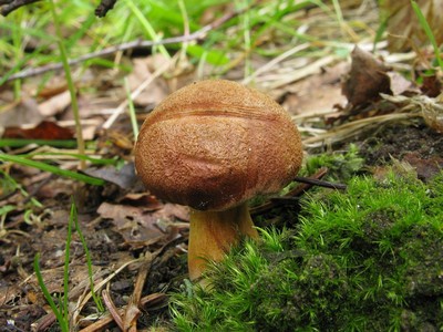 Перечный гриб - Chalciporus piperatus Автор фото: Салават Арсланов