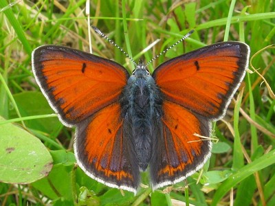 s:бабочки,s:дневные бабочки,s:чешуекрылые,l: переднего крыла до 17 мм
