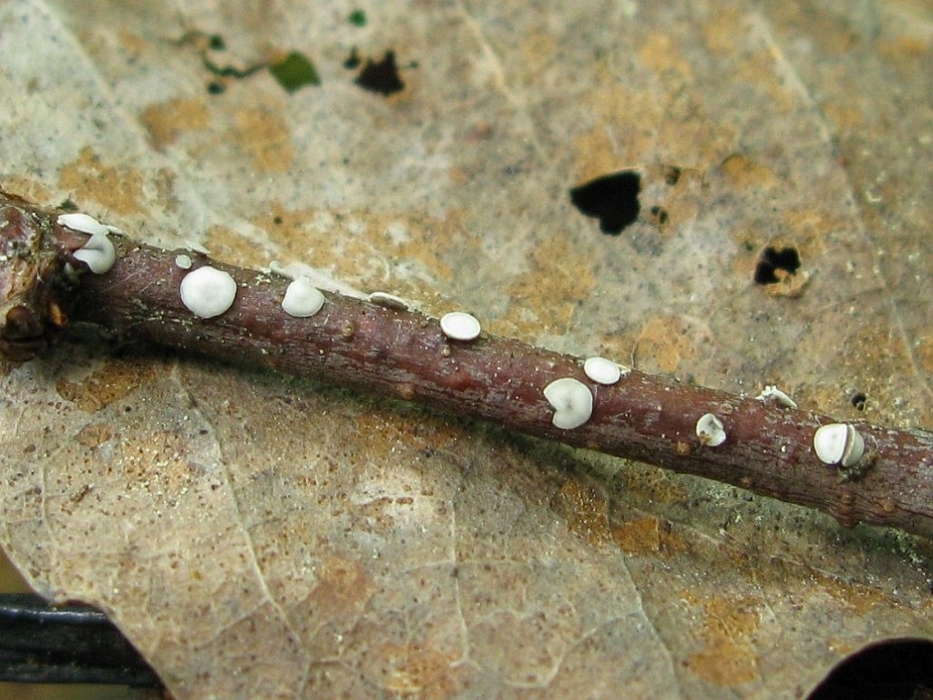 Mollisia melaleuca - Моллизия черно-белая. Автор фото: Салават Арсланов