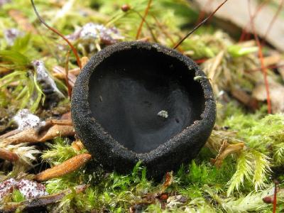Псевдоплектания черноватая (Pseudoplectania nigrella). Автор фото: Салават Арсланов
