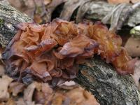 дрожалковые грибы