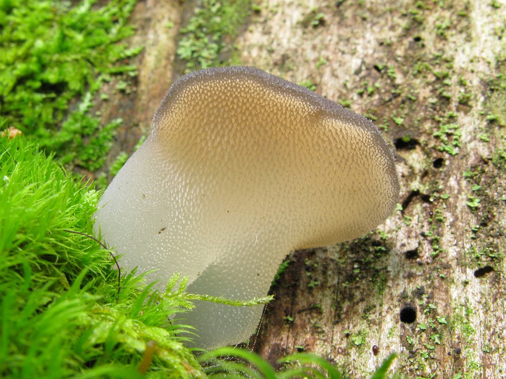 Tremellodon gelatinosum. Автор фото: Салават Арсланов