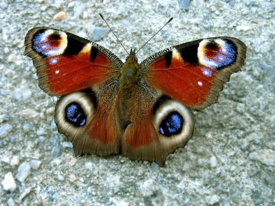 Бабочка - Павлиний глаз Inachis io. Автор фото: Валерий Афанасьев