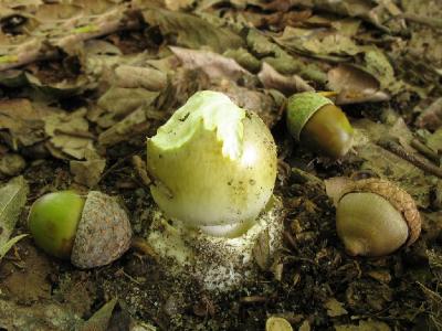 Amanita phalloides, поедена жуками навозными и слизнями Автор: Валерий Афанасьев