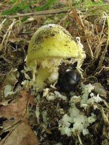 Amanita phalloides, поедена жуками навозными и слизнями Автор фото: Валерий Афанасьев