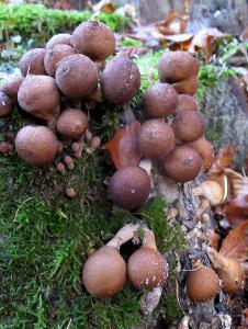 Эти красивые грибочки-лампочки, часто селятся очень большими семьями на пнях и погребённой древесине. В молодом возрасте они беленькие и .страшно вонючие. Автор фото: Валерий Афанасьев