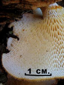 Полипорус украшенный (Polyporus arcularius) Автор фото: Валерий Афанасьев