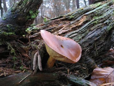 Польские грибы иногда появляются на валежной древесине или на корнях, у основания дерева. Автор фото: Валерий Афанасьев