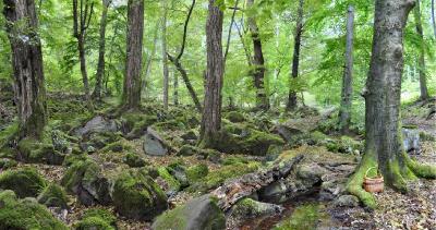 Колдовской лес. Автор: Валерий Афанасьев