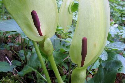 Аронник пятнистый (Arum maculatum)Растение очень ядовито! Автор фото: Валерий Афанасьев