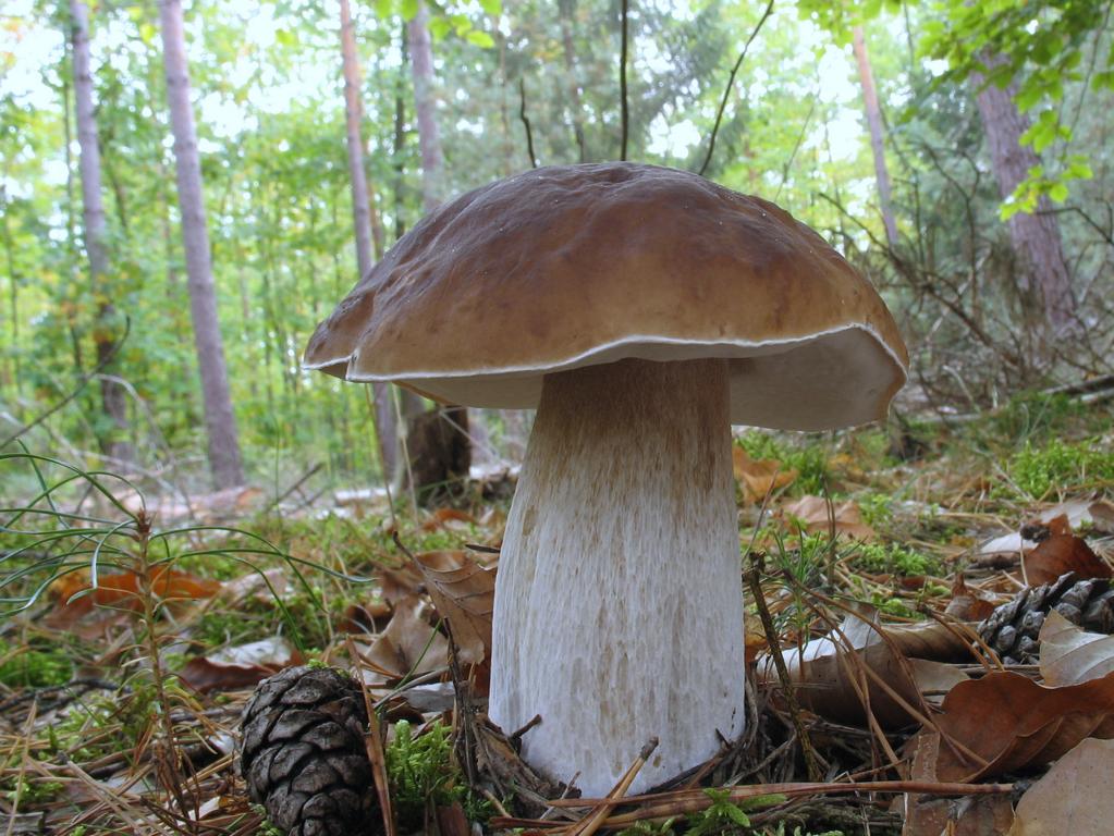 Белый гриб (Boletus edulis). Автор фото: Валерий Афанасьев