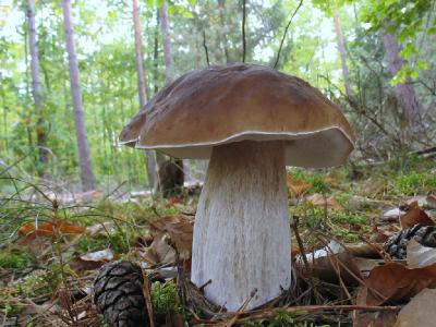 Белый гриб (Boletus edulis) Автор: Валерий Афанасьев