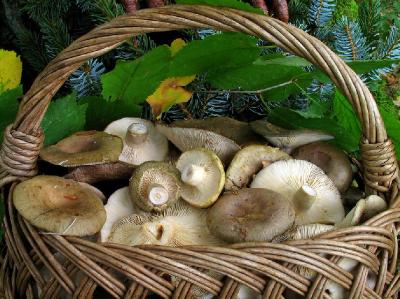 Корзина с грибами Lactarius blennius Автор фото: Валерий Афанасьев
