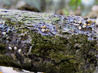 Эксидия пузырчатая (Myxarium nucleatum) После высыхания желеобразного гриба  Myxarium nucleatum, остаётся вот такой жемчуг. Автор фото: Валерий Афанасьев