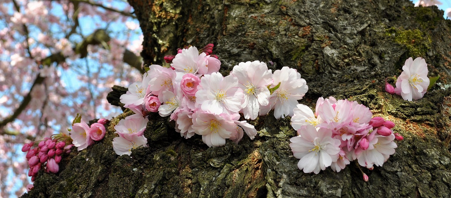 Японская вишня, Сакура (Prunus serrulata). Автор фото: Валерий Афанасьев