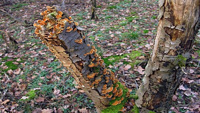 Стереум бархатисто-коричневый (Stereum ostrea) Автор фото: Валерий Афанасьев