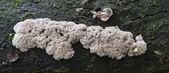 Calcarisporium arbusculaМикофильный гриб.По наблюдению автора чаще всего паразитирует на определенных видах кортициоидных.По литературным данным (О.Л.Рудаков ,,Микофильные грибы, их биология и практическое применение,,) встречается в том числе и на многих видах агариковых.