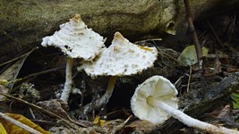 пластинчатые грибы