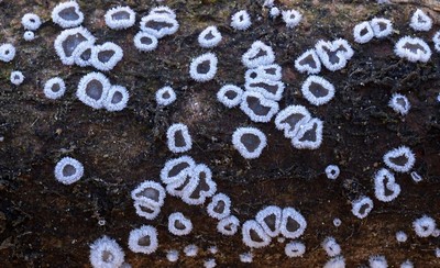 Lachnella alboviolascensНебольшой, до 2 mm  грибок очень похожий на аскомицет, но на самом деле относящийся к базидиальным грибам. Чаще всего попадается на глаза в холодную пору - поздняя осень, зима,  ранняя весна. Растет на лиственной древесине Автор фото: Ботяков Владимир