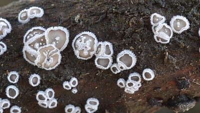 Небольшой, до 2 mm  грибок очень похожий на аскомицет, но на самом деле относящийся к базидиальным грибам. Чаще всего попадается на глаза в холодную пору - поздняя осень, зима,  ранняя весна. Растет на лиственной древесине Автор фото: Ботяков Владимир