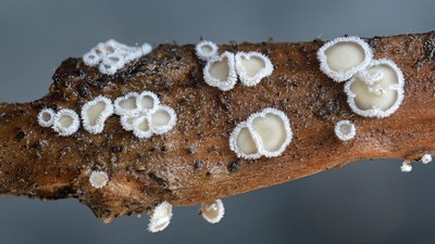 Небольшой, до 2 mm  грибок очень похожий на аскомицет, но на самом деле относящийся к базидиальным грибам. Чаще всего попадается на глаза в холодную пору - поздняя осень, зима,  ранняя весна. Растет на лиственной древесине Автор фото: Ботяков Владимир