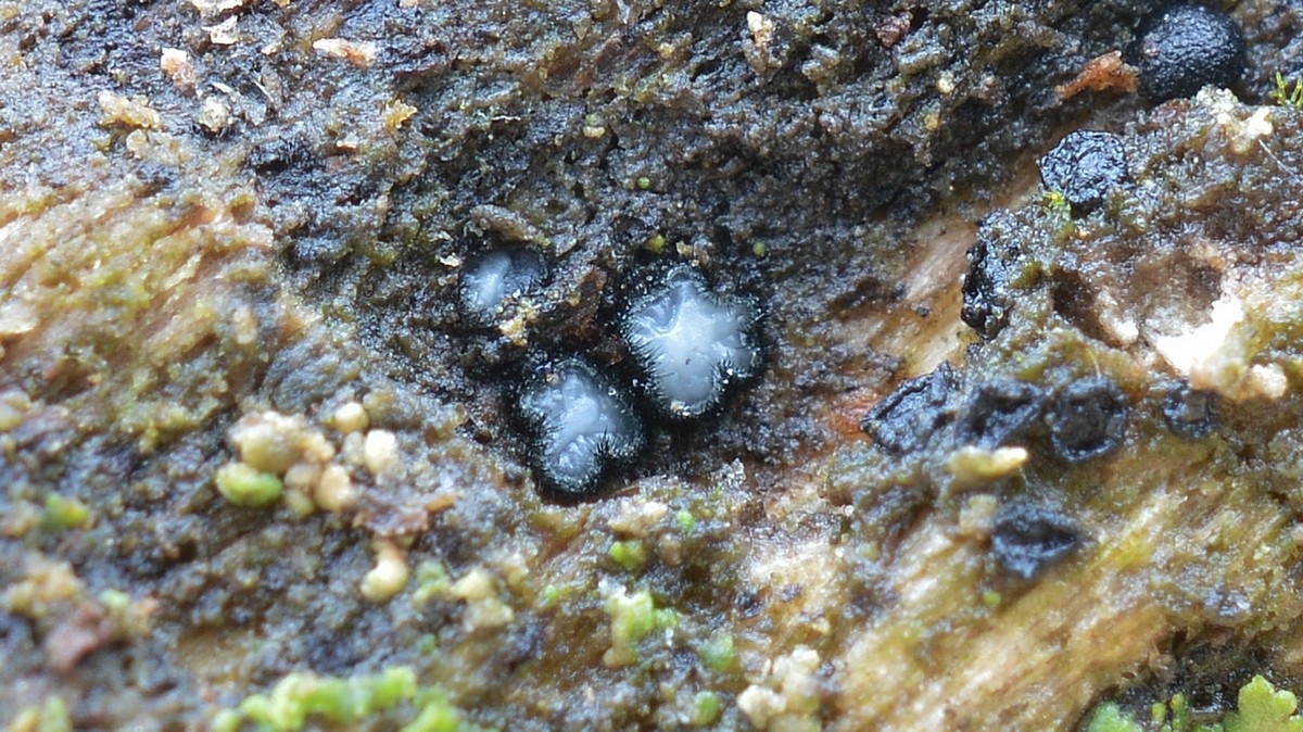 Pseudolachnea hispidula. Автор фото: Ботяков Владимир