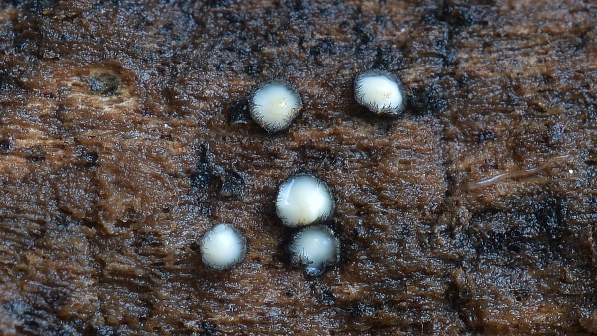 Pseudolachnea hispidula. Автор фото: Ботяков Владимир