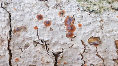 Небольшой малозаметный грибок паразитирующий на кортициоидных грибах, чаще всего Пениофорах. Невооруженным взглядом виден в виде крохотных розовато-оранжевых точек. Автор фото: Ботяков Владимир