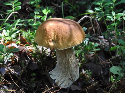 Белый гриб (Boletus edulis) Автор: Владимир Брюхов