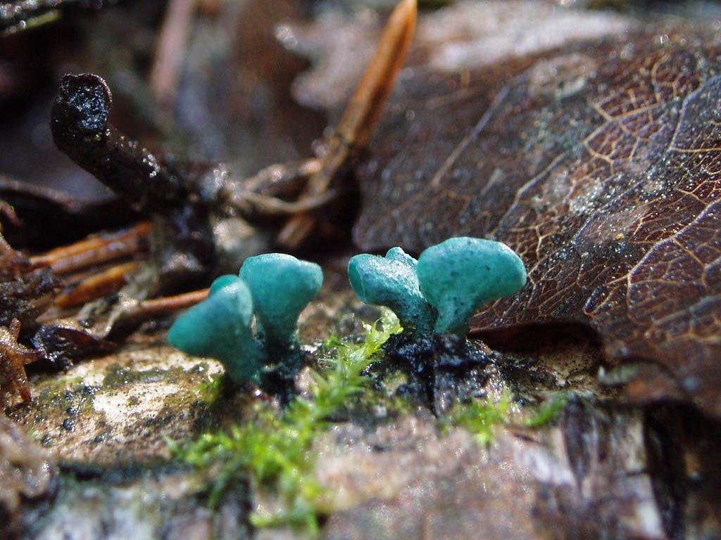 Хлороцибория сине-зелёная (Chlorociboria aeruginosa). Автор фото: Владимир Брюхов