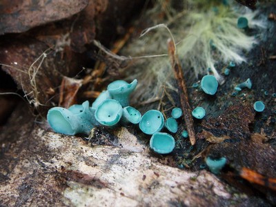 Хлороцибория сине-зелёная - Chlorociboria aeruginosa Автор фото: Владимир Брюхов