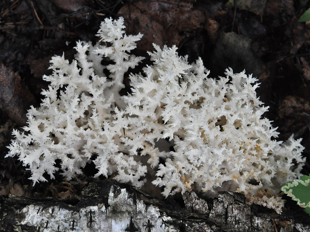 Hericium coralloides. Автор фото: Владимир Брюхов