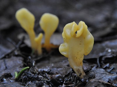 Спатулярия желтоватая - Spathularia flavida Автор фото: Владимир Брюхов