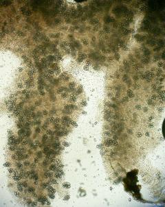 Balsamia polysperma. Автор: Antonio De Vito
