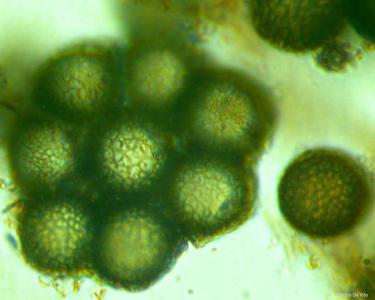 Elaphomyces cyanosporus Автор: Antonio De Vito