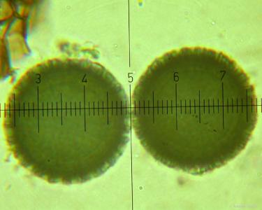 Elaphomyces cyanosporus. Автор: Antonio De Vito