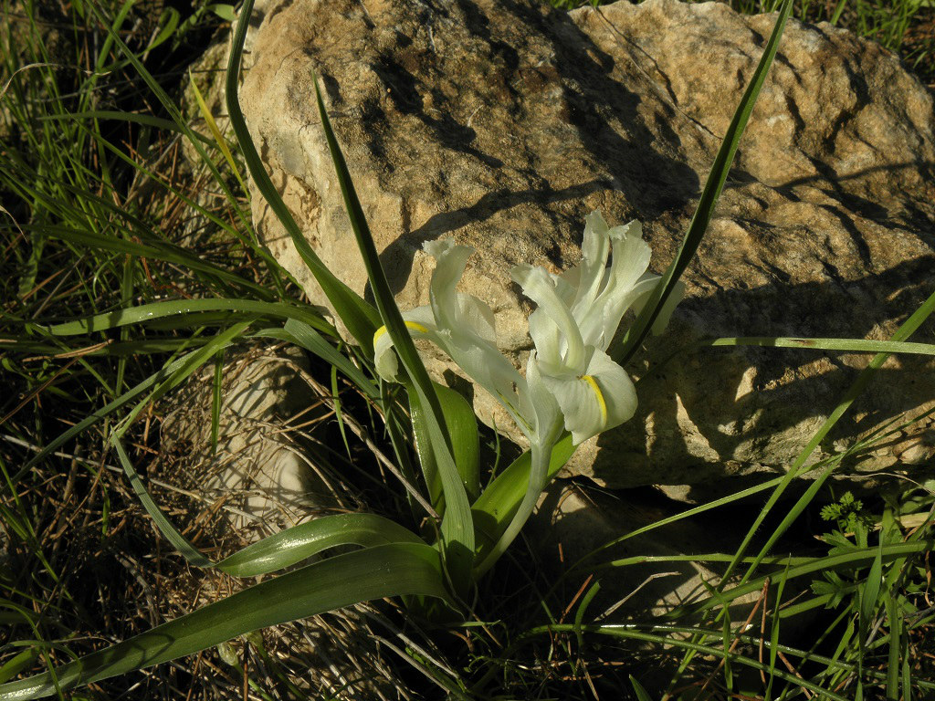 Юнона палестинская (Iris palaestina). Автор фото: Александр Гибхин