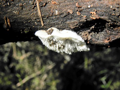 Постия серовато-голубоватая (Postia subcaesia) Автор фото: Александр Гибхин
