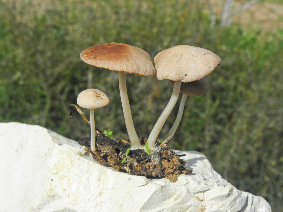 Psathyrella Microrhiza