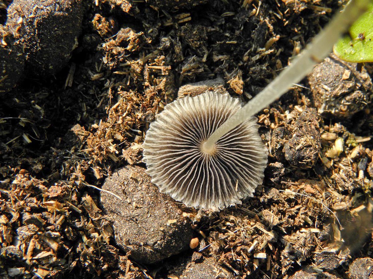 Coprinopsis Cordispora