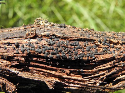 Грибы встречаются очень часто на валёжной голой древесине лиственных деревьев. Автор фото: Александр Гибхин