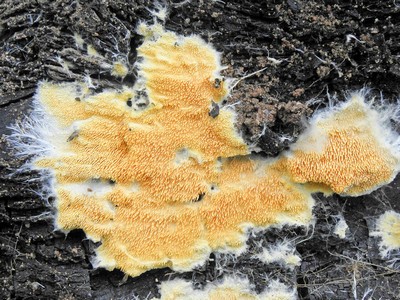 Mycoacia aurea. Автор: Александр Гибхин