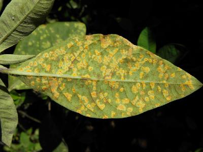 На листьях Euphorbia sp. Автор фото: Александр Гибхин