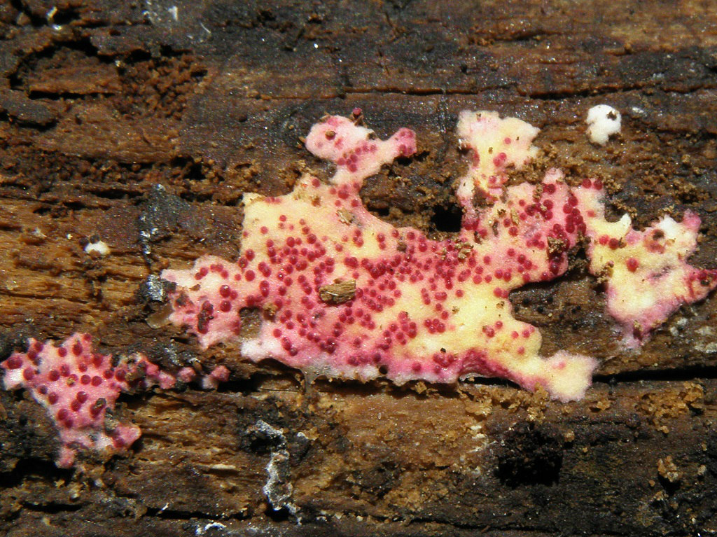 Гипомицес розеточный (Hypomyces rosellus). Автор фото: Александр Гибхин